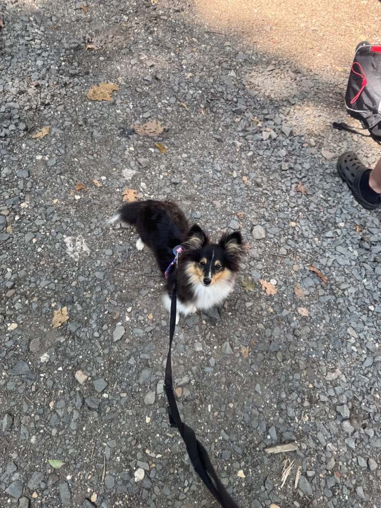 Hundetreffen-Playdate 🐾-Profilbild