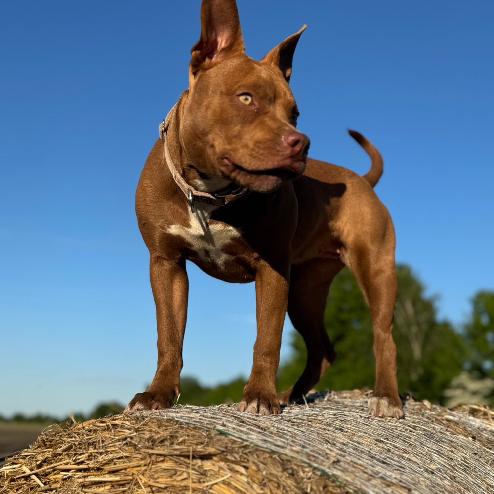 Hundetreffen-Spielen und Spazieren🐾-Profilbild