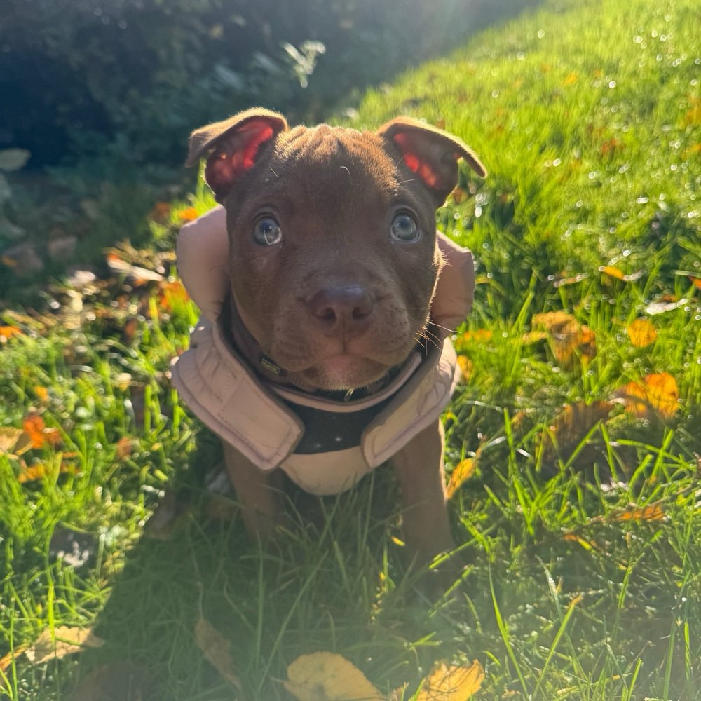 Hundetreffen-Spielrunde oder Spaziergänge (Sozialisierung)-Profilbild