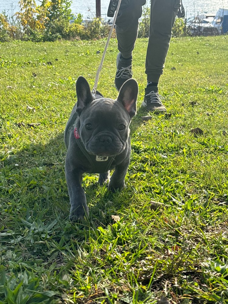 Hundetreffen-Spielpartner in Essen & Umgebung gesucht-Profilbild