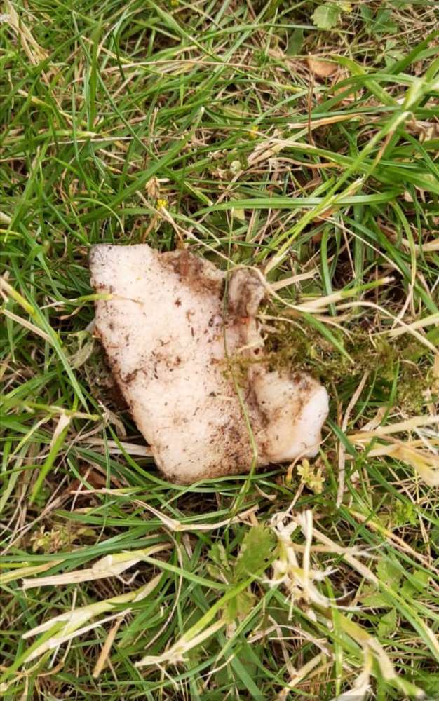 Giftköder-Giftköder über Gartenzaun geschmissen-Profilbild