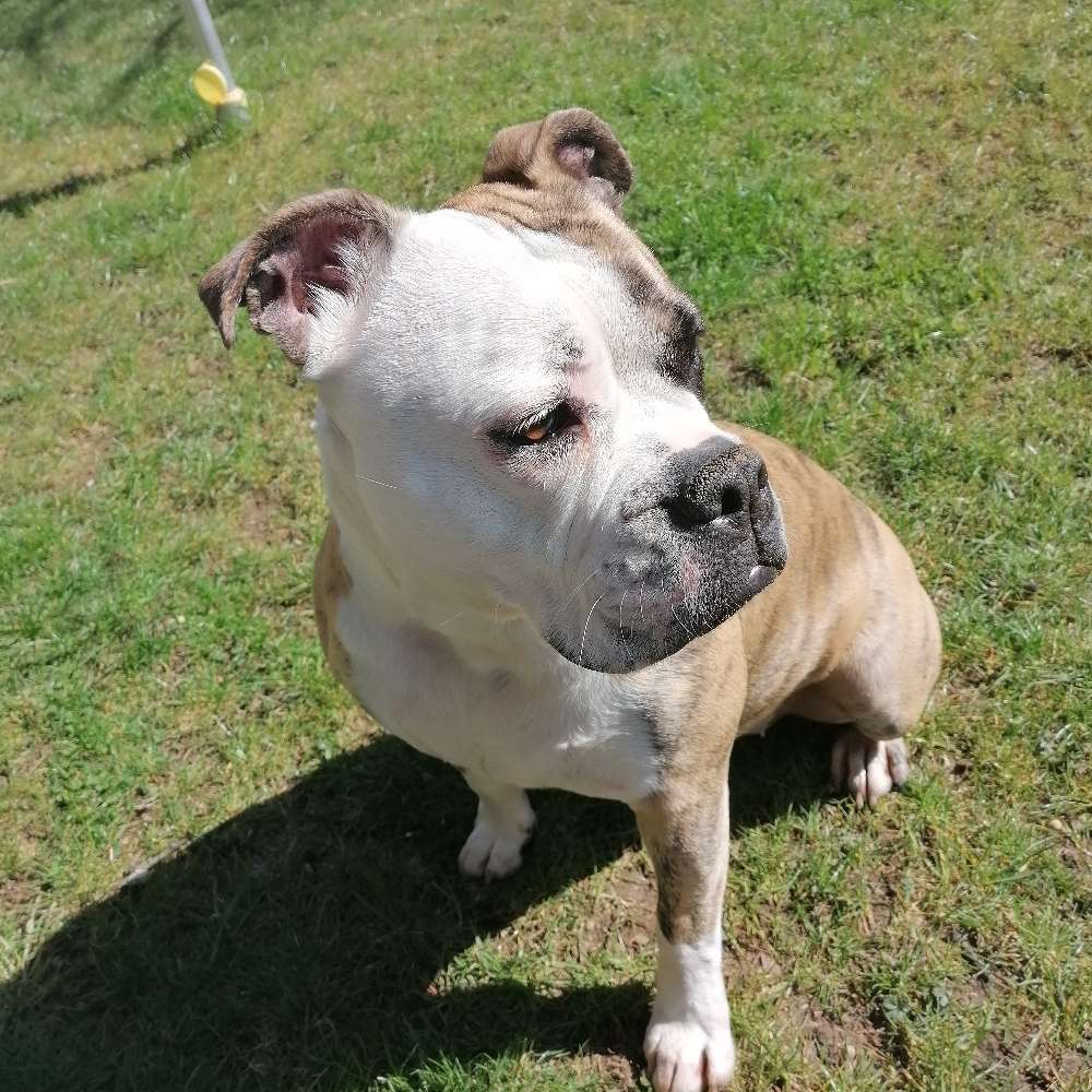 Hundetreffen-Training, Gassi gehen und Spielen-Profilbild