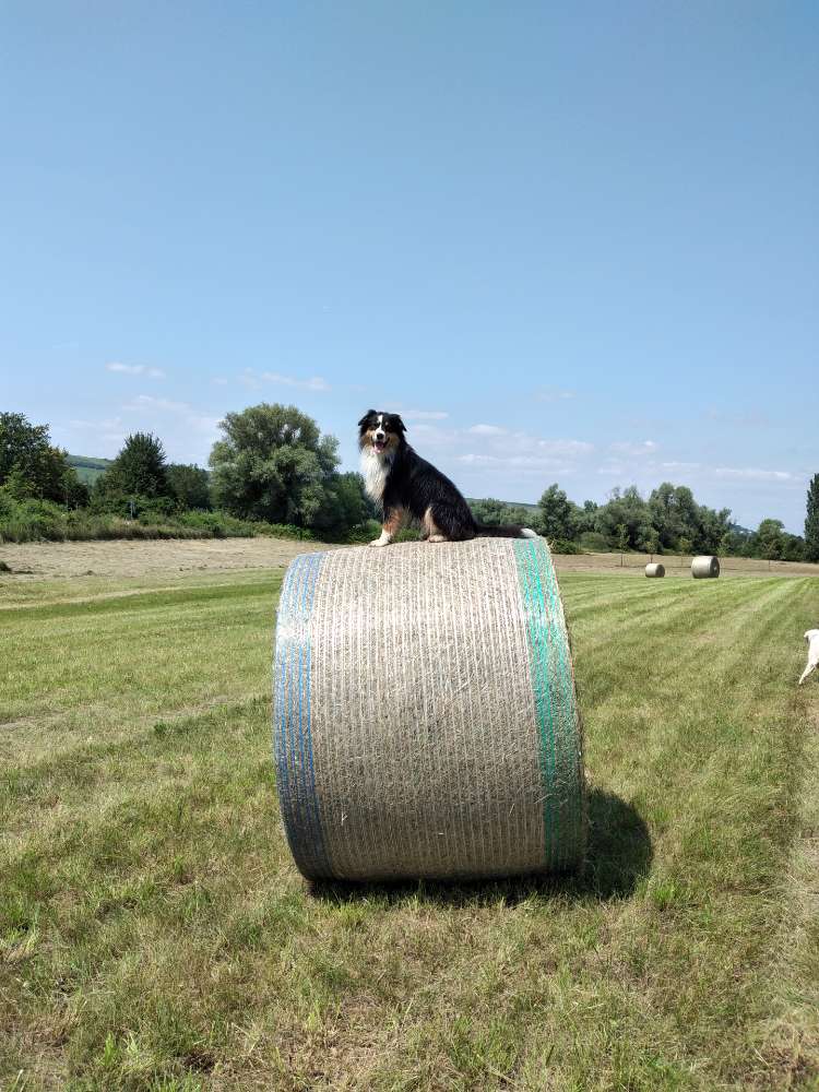 Hundetreffen-Gassi Runde in Dienheim-Profilbild