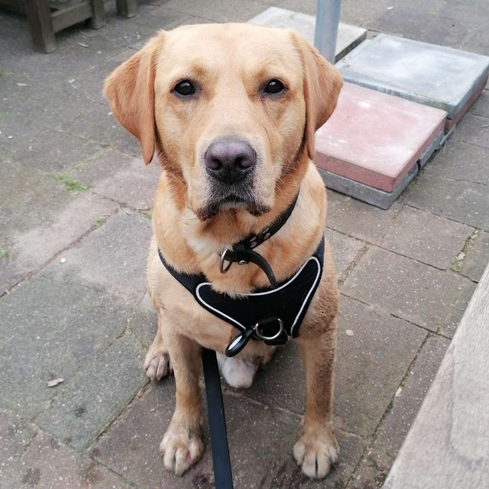 Hundetreffen-Cooper sucht neue Freunde-Profilbild