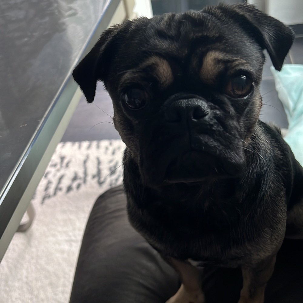 Hundetreffen-Trainingspartner-Profilbild