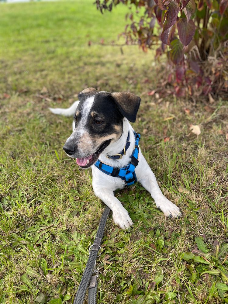 Hundetreffen-Gemeinsames Gassi gehen-Profilbild