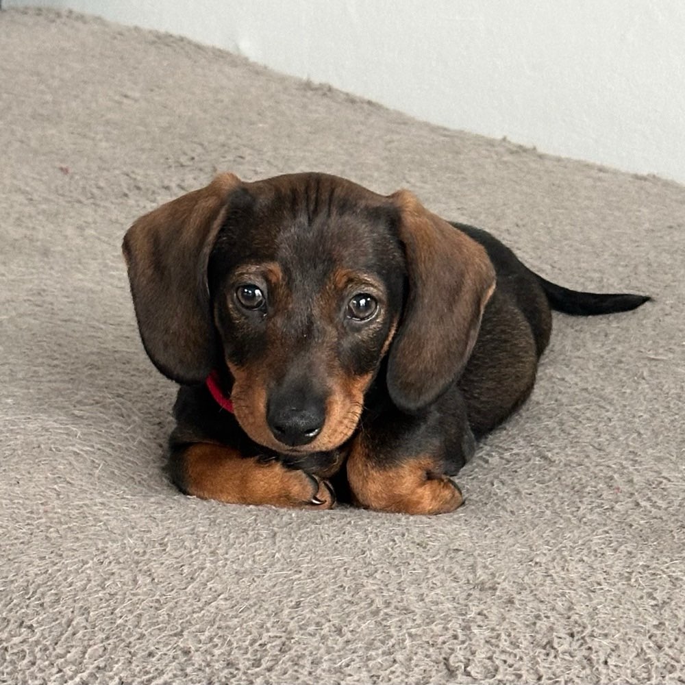 Hundetreffen-Welpen / Junghunde Treffen-Profilbild