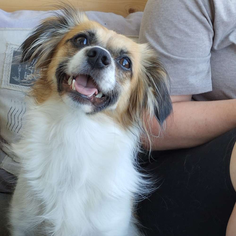 Hundetreffen-Gemeinsame Spaziergänge-Profilbild