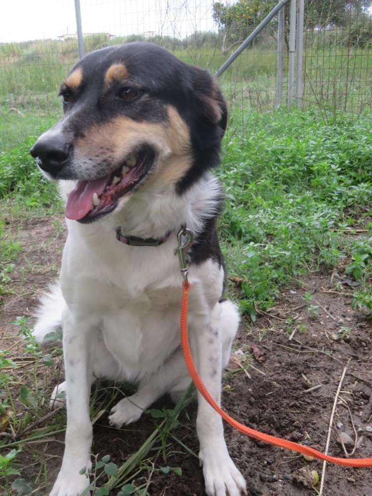 Hundetreffen-Spaziergang-Profilbild