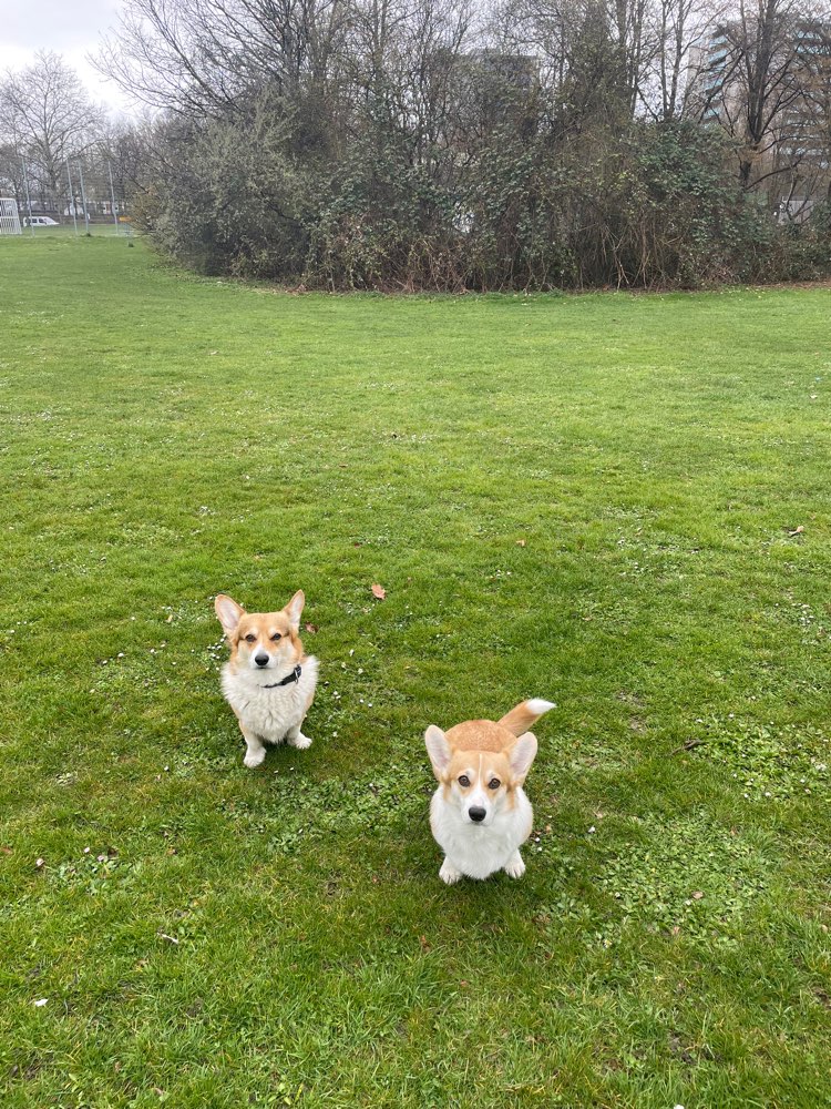 Hundetreffen-Gassi-/Spielrunde-Profilbild