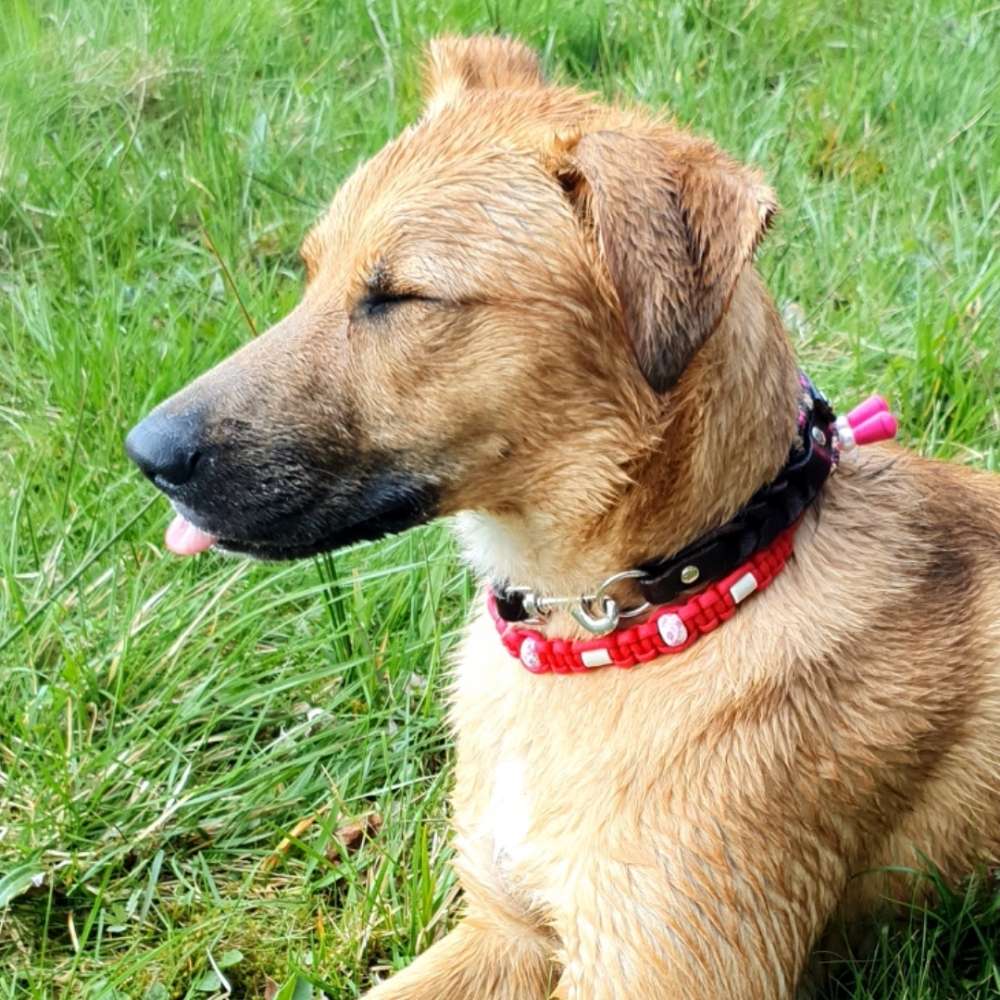 Hundetreffen-Hunde topen-Profilbild