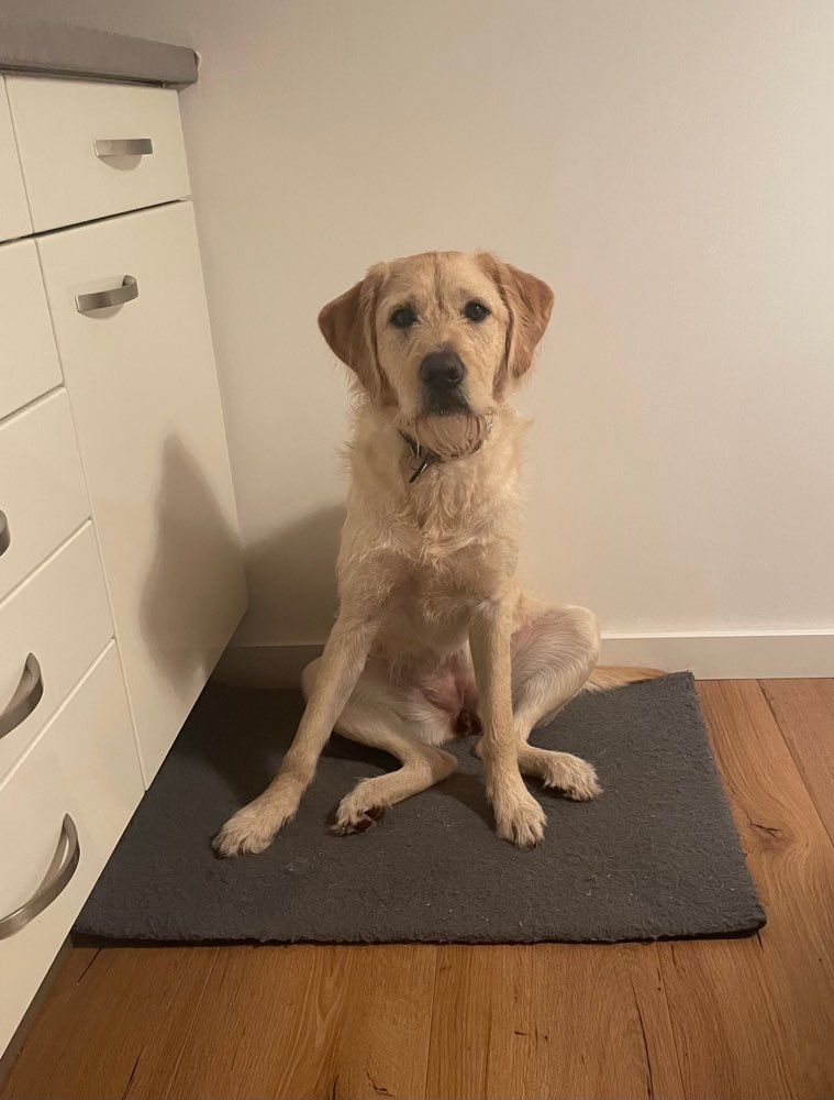 Hundetreffen-Spieltreffen in Bilsen und Umgebung mit Ally (Labradoodle-Hündin)-Profilbild