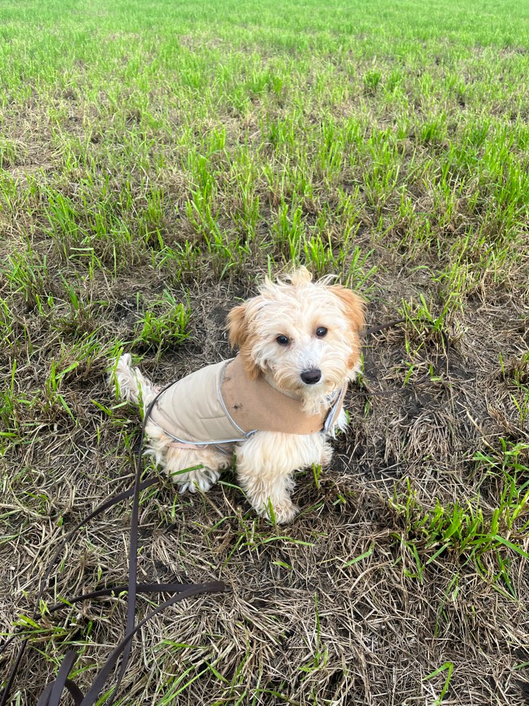 Hundetreffen-Freund zum spielen oder Gassi gehen gesucht-Profilbild