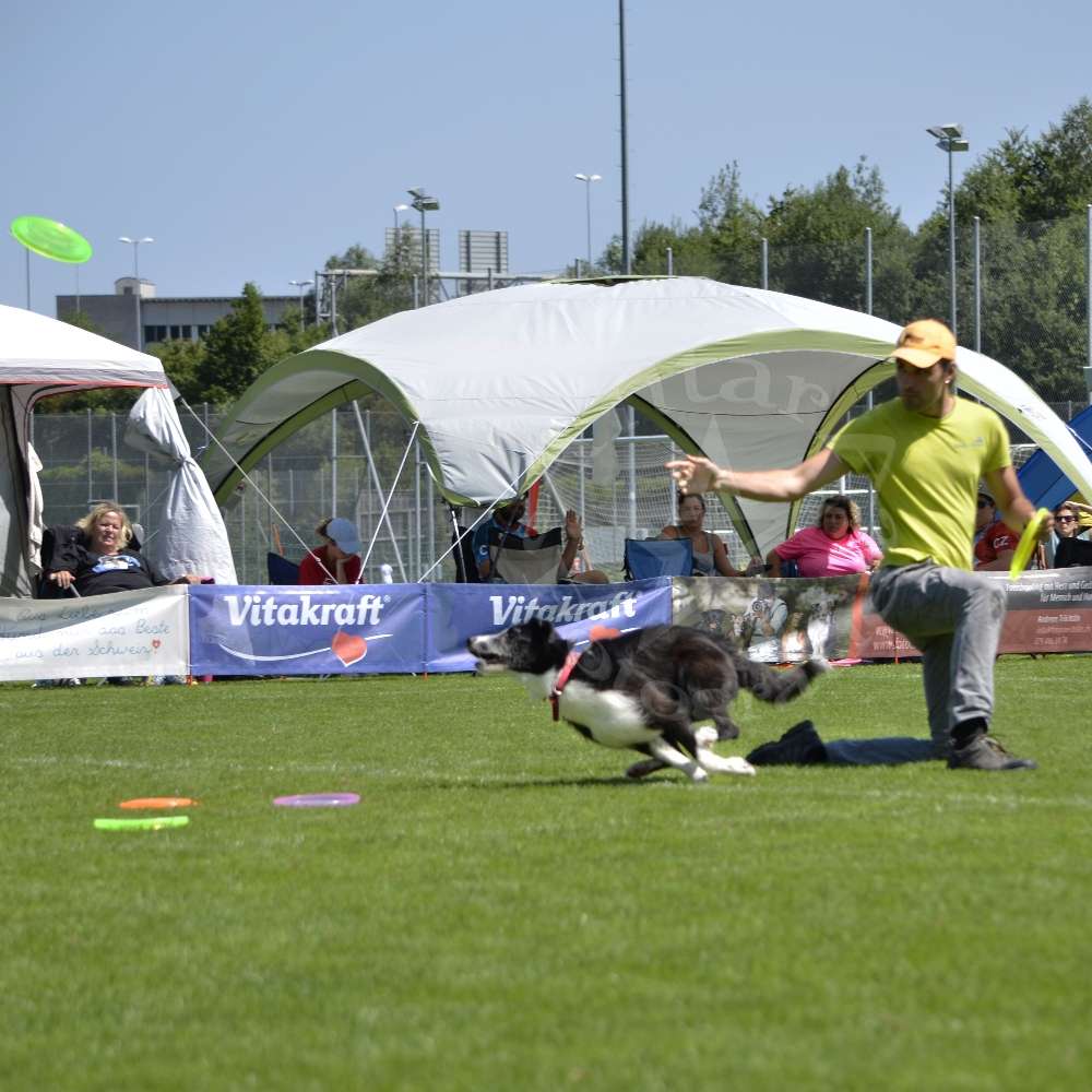 Hundetreffen-Hundefrisbee-Treff-Profilbild