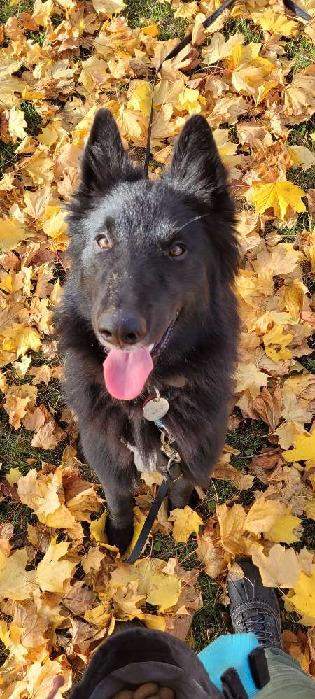 Hundetreffen-Gassi-/ & Spieletreffen-Profilbild