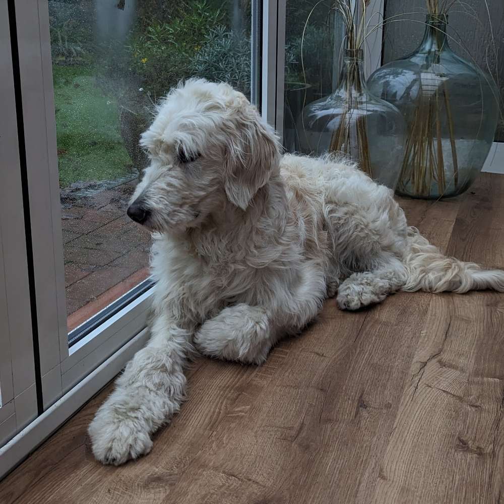 Hundetreffen-Gassirunde und Sozialkontakte-Profilbild