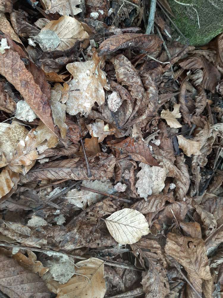 Giftköder-Giftköder-Profilbild