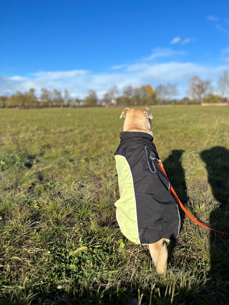 Hundetreffen-Gassi Buddy’s 🐾-Profilbild