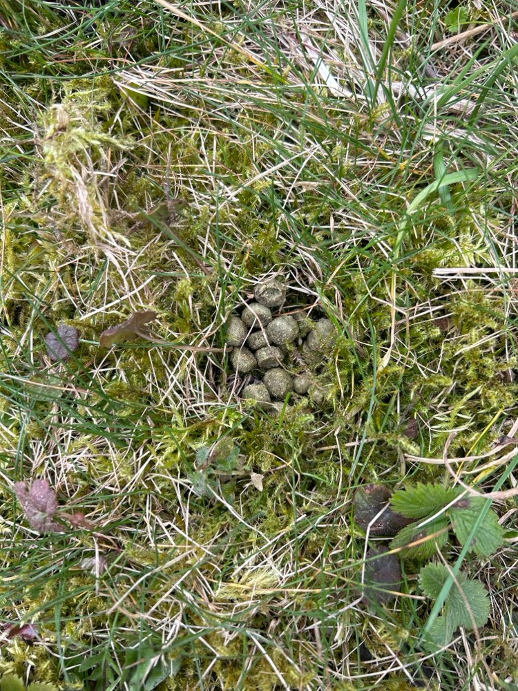 Giftköder-Trockenfutter (?) im Gras versteckt-Profilbild