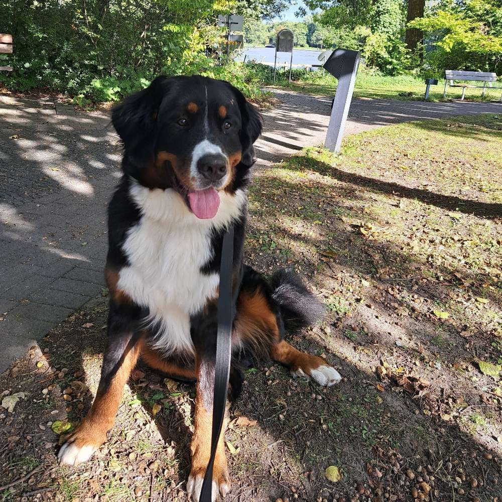 Hundetreffen-Spielgefährten gesucht-Profilbild