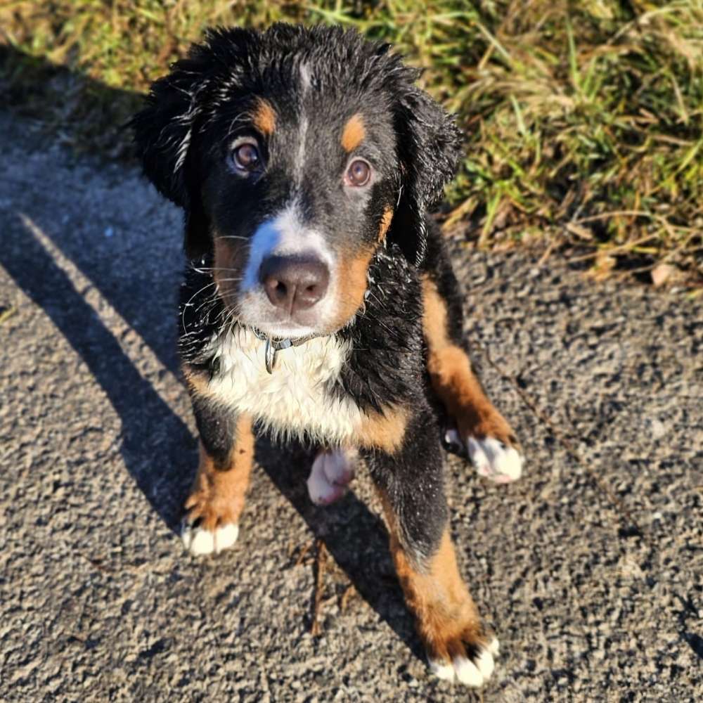 Hundetreffen-Spielgefährten gesucht-Profilbild