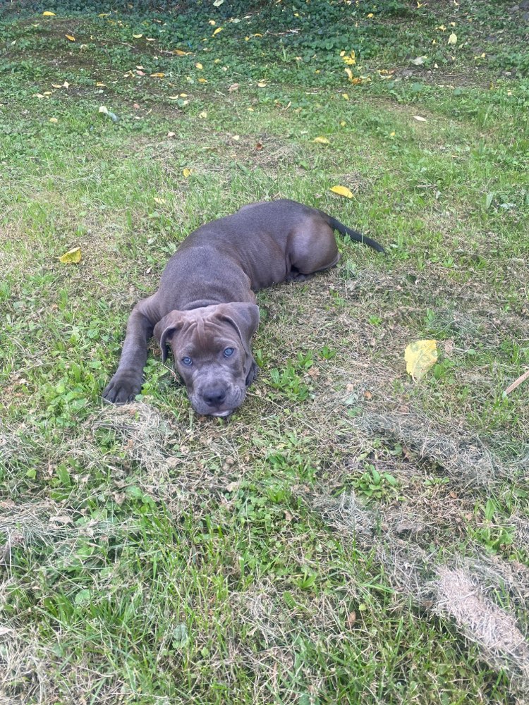 Hundetreffen-Welpentreffen-Profilbild