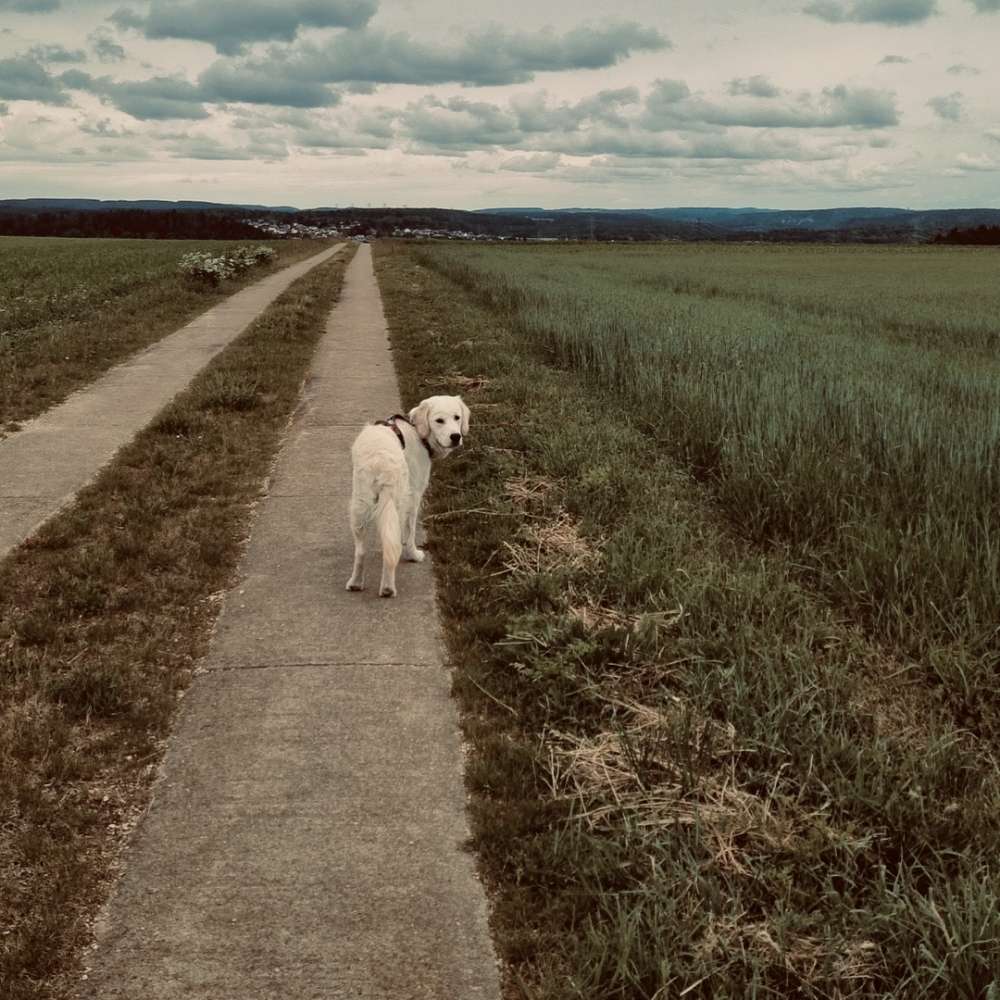 Hundetreffen-Gassi-/Spieltreffen 🐶-Profilbild