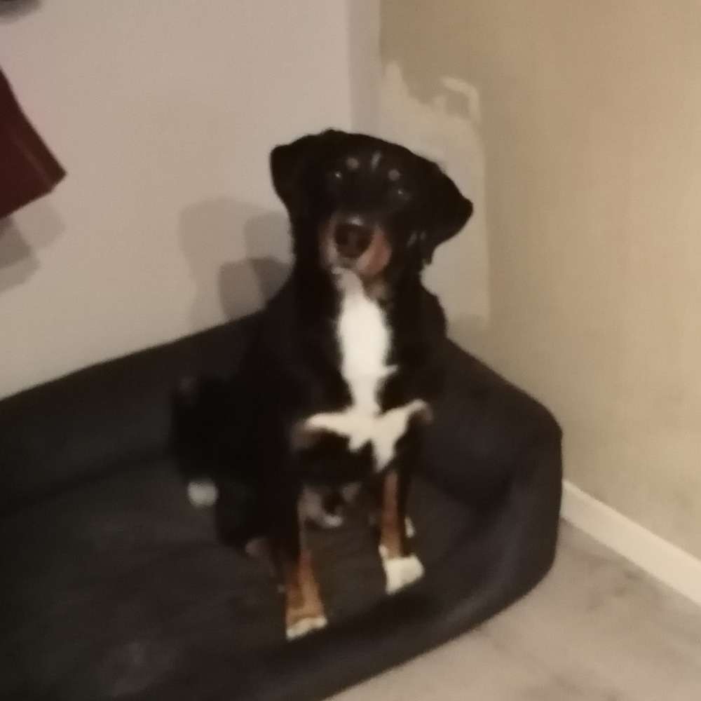 Hundetreffen-Spaziergang-Profilbild