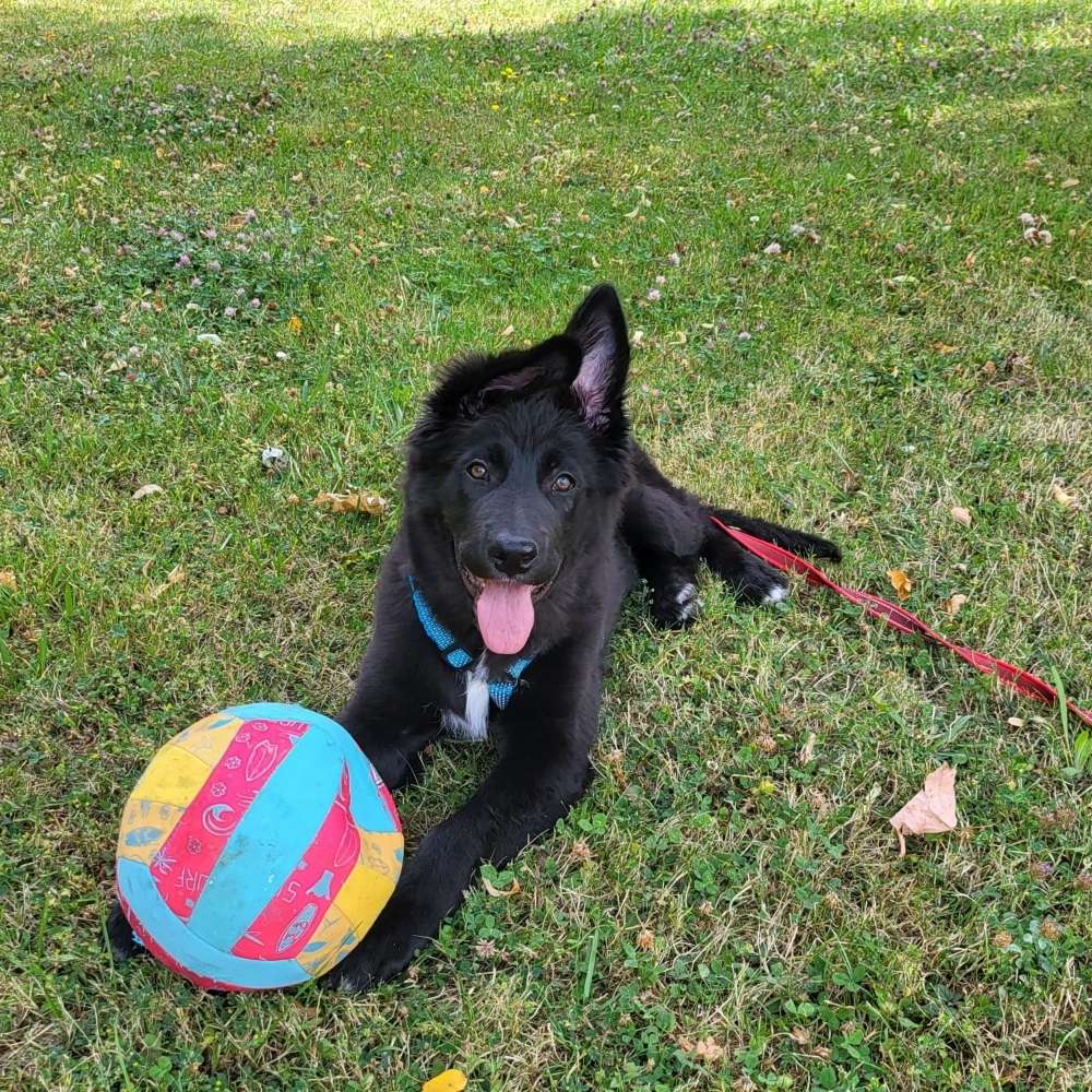 Ersteller:in Training Hundebegegnung/ sozial walk Profilbild