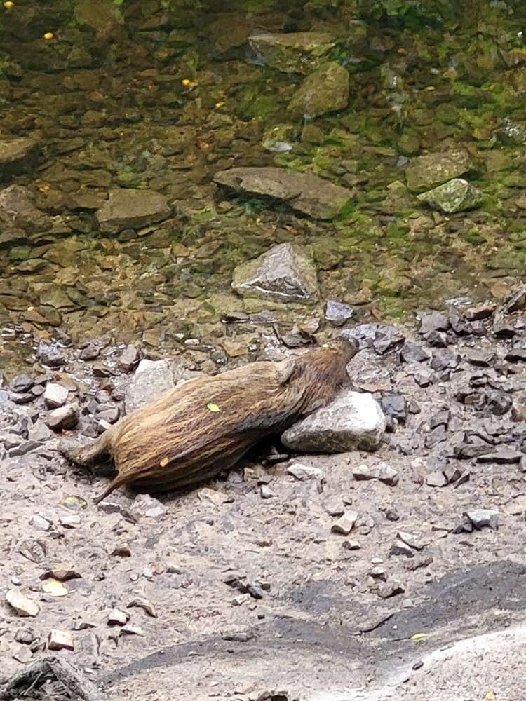 Giftköder-Totes Wildschwein im HAG Arkenberge-Profilbild