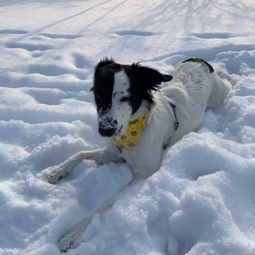 Hundetreffen-Hallo ich suche Jemanden der mit mir Und meinem Vierbeiner eine Spielrunde läuft liebe Grüße-Profilbild