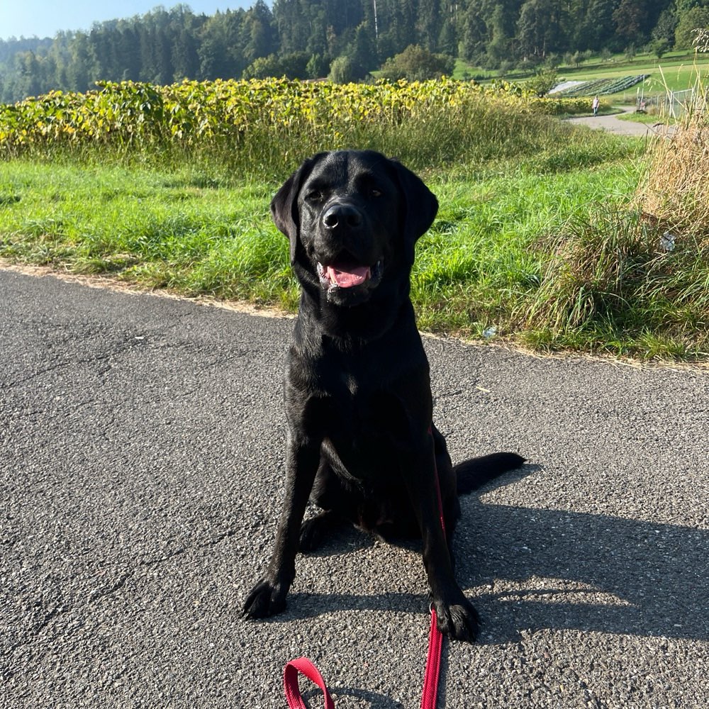 Hundetreffen-Spieltreffen & Gassirunde-Profilbild