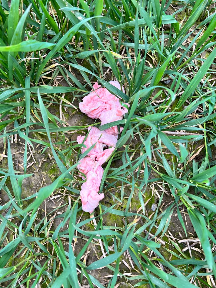 Giftköder-Erneut Hähnchen Fleisch im Feld-Profilbild