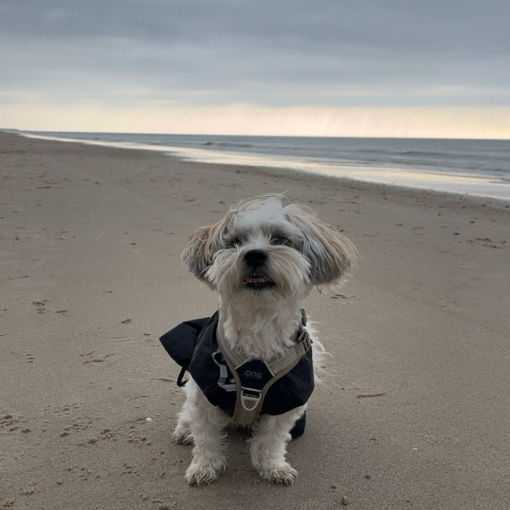 Hundetreffen-Spielpartnerin gesucht 🎾-Profilbild