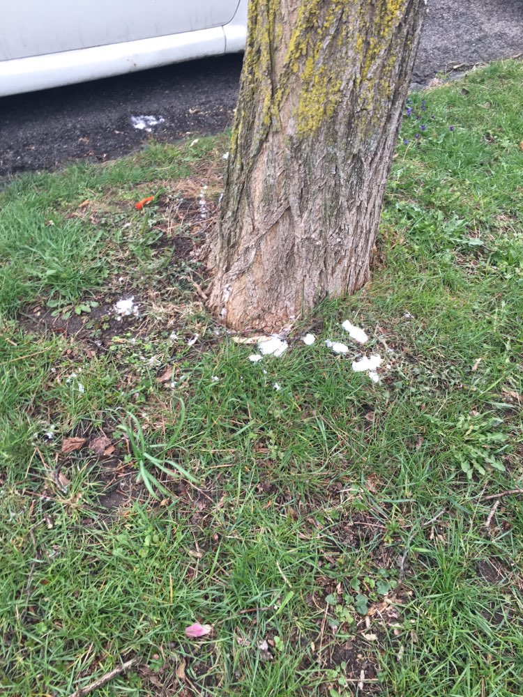 Giftköder-Weißes Pulver/ Birkenzucker Xylitol-Profilbild