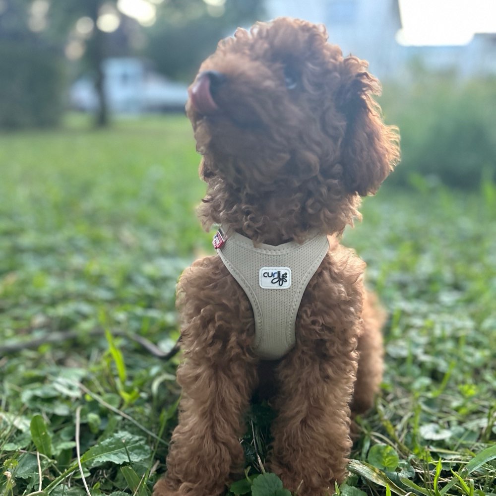 Hundetreffen-Welpentreff weil am Rhein-Profilbild