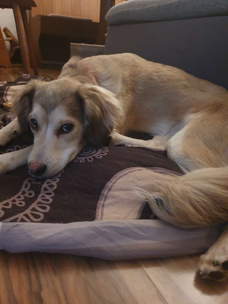 Hundetreffen-Spiel und Spaß-Profilbild