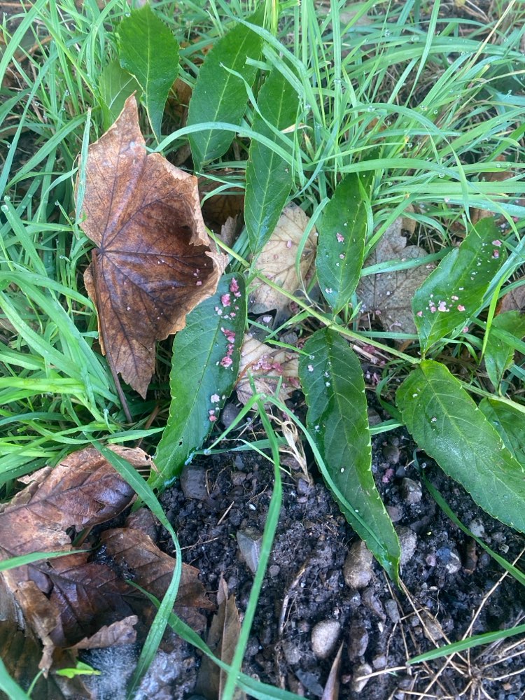 Giftköder-Wahrscheinlich Gift-Profilbild