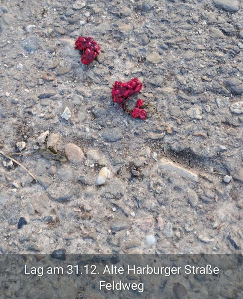 Giftköder-Giftköder-Profilbild