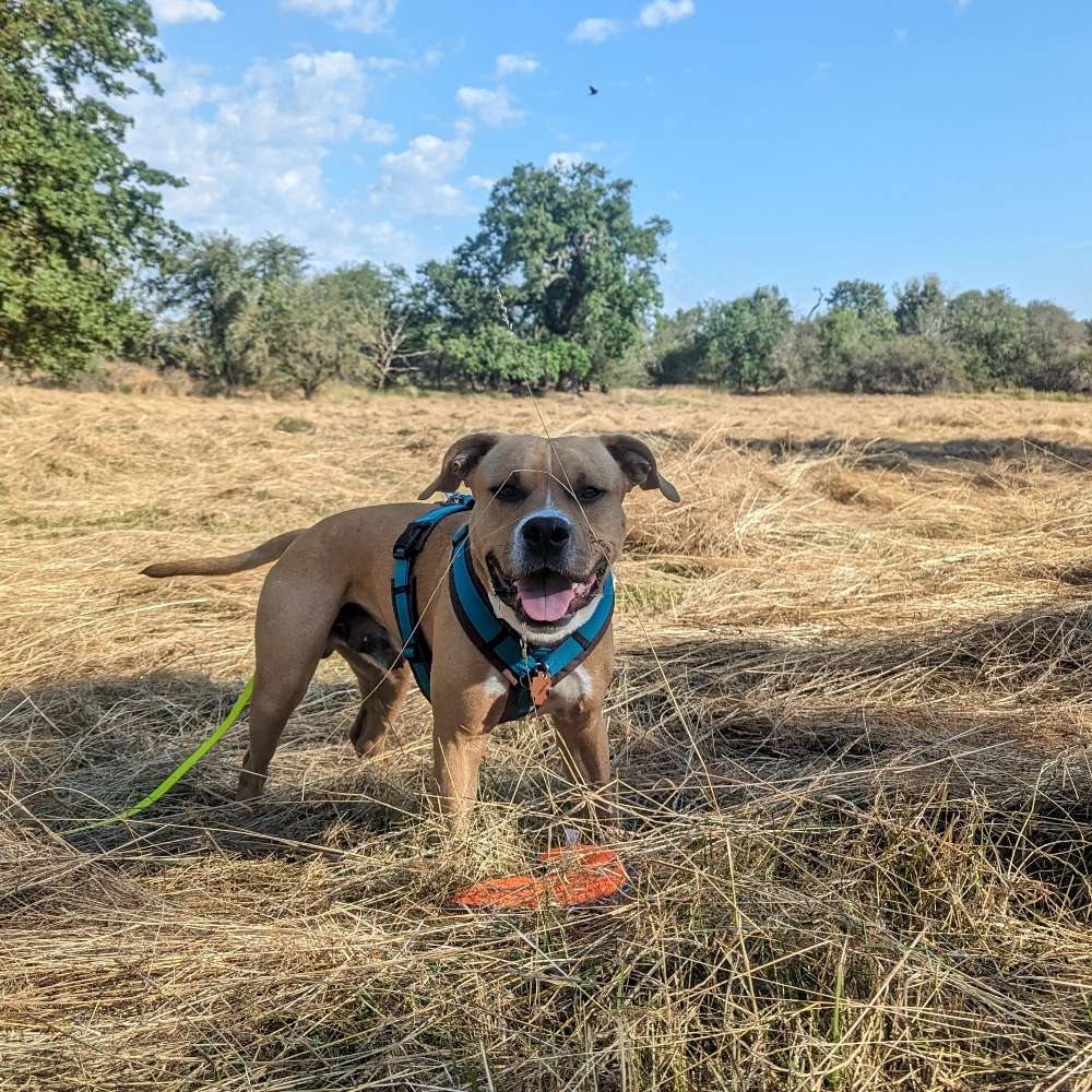 Hundetreffen-Gassirunde Herrenkrug/ Training und Spiel-Profilbild