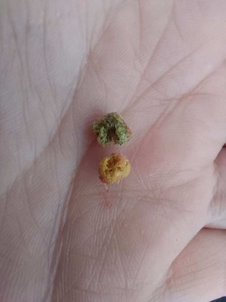 Giftköder-Bunte Kugeln-Profilbild