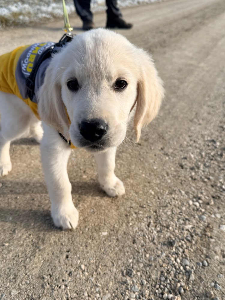 Hundetreffen-Welpentreffen in Weißenhorn-Profilbild
