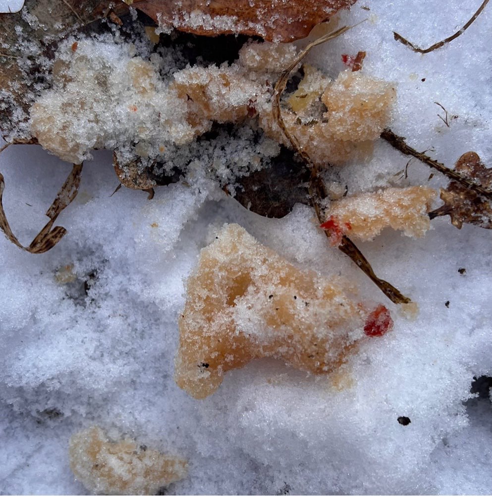Giftköder-Orangener Brei mit roten Teilen-Profilbild