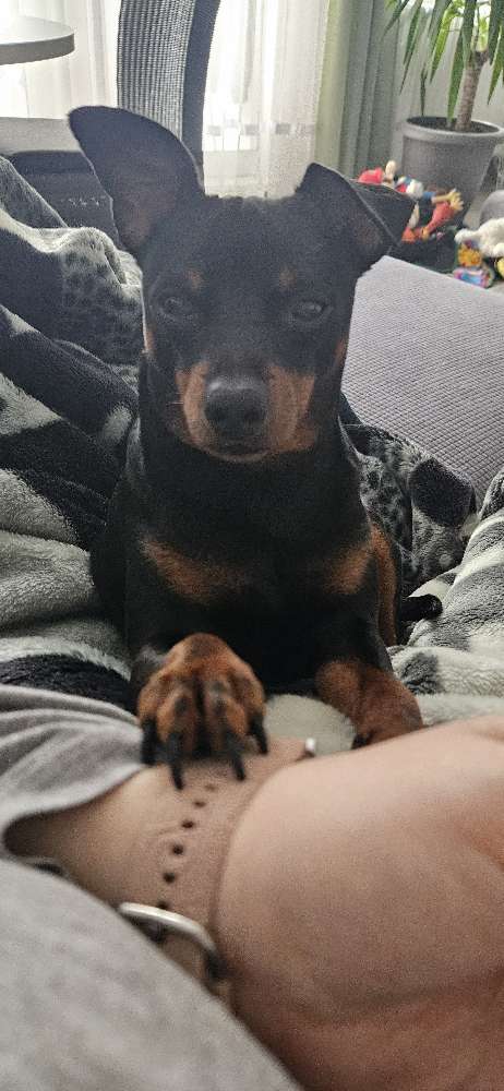 Hundetreffen-Spielkameraden gesucht-Profilbild