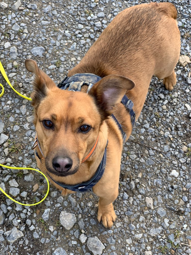 Hundetreffen-Spielpartner für meinen Rüden Lucky (12 kg)-Profilbild