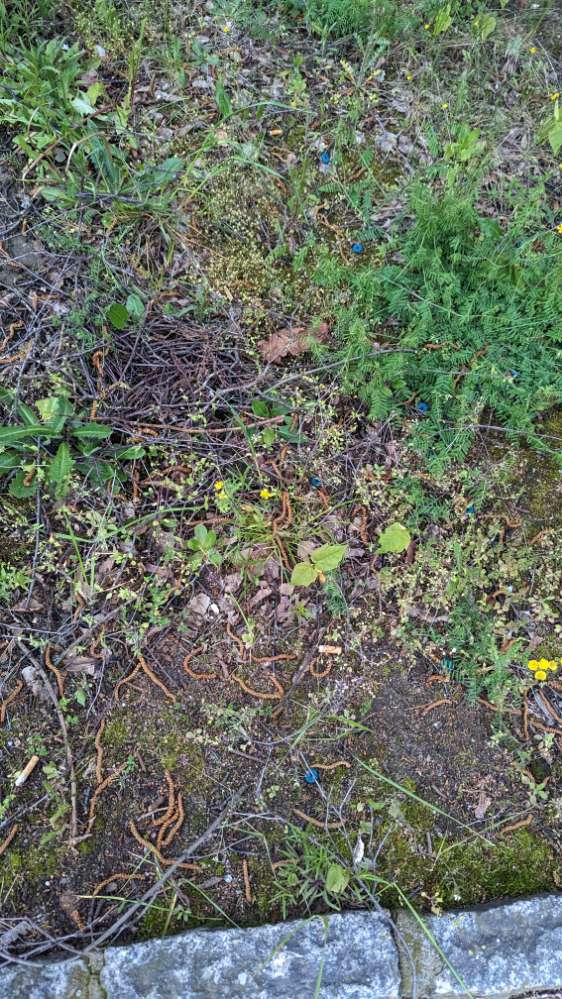 Giftköder-Giftköder-Profilbild