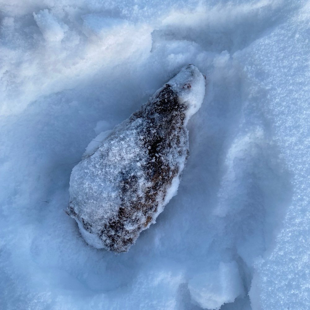 Giftköder-Abgetrennter Rehkopf-Profilbild