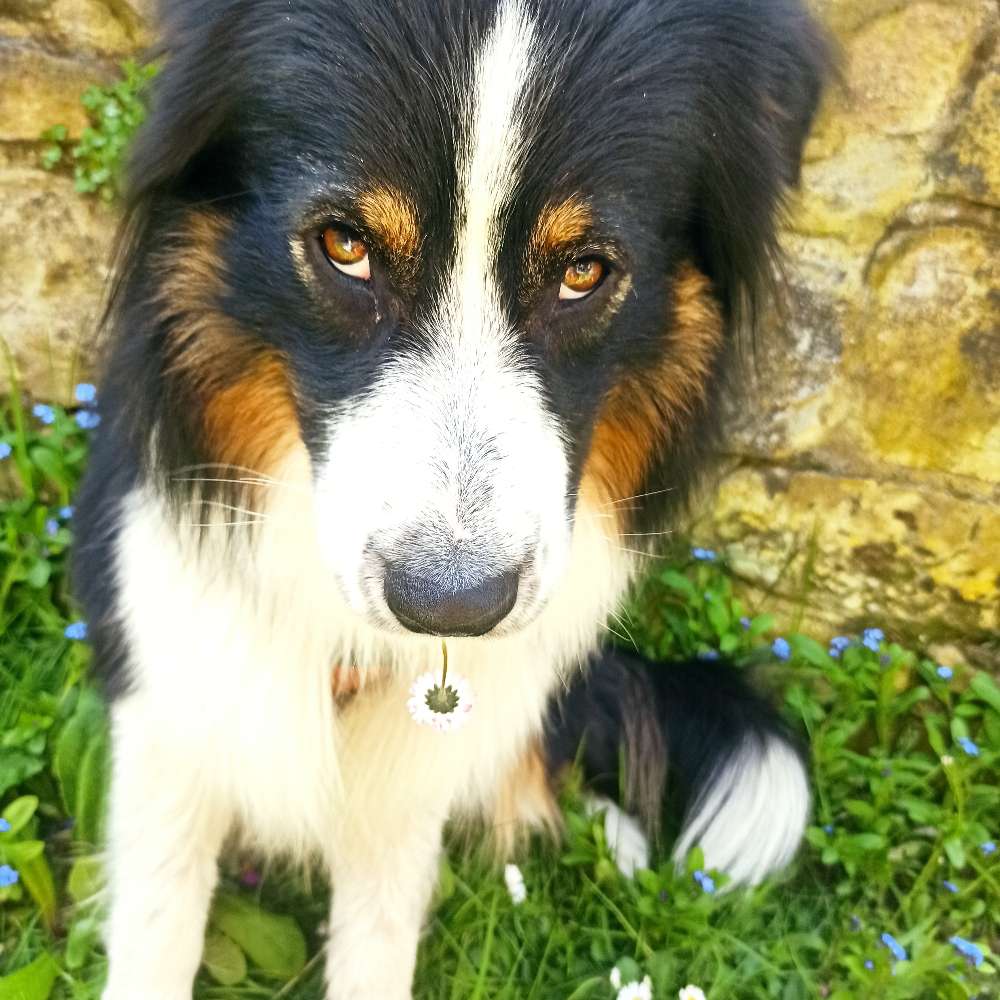 Hundetreffen-Gassigehen und Spielen-Profilbild