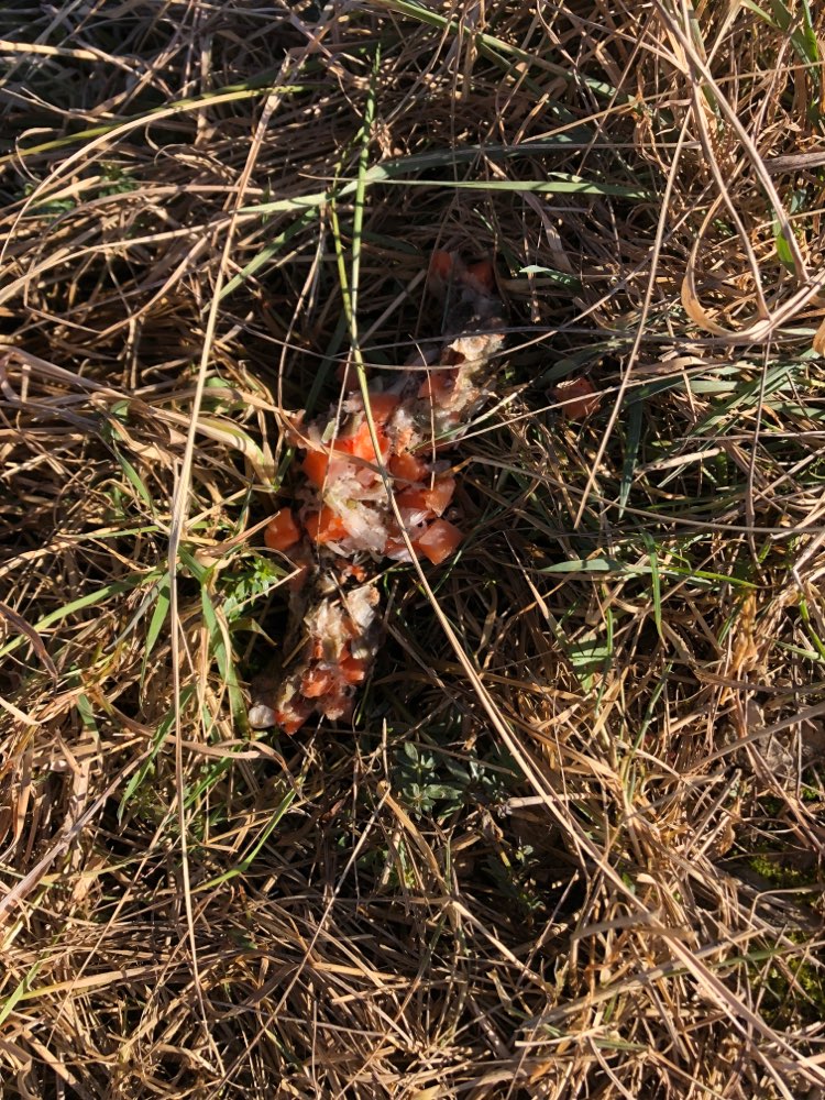 Giftköder-Undefinierbares-Profilbild