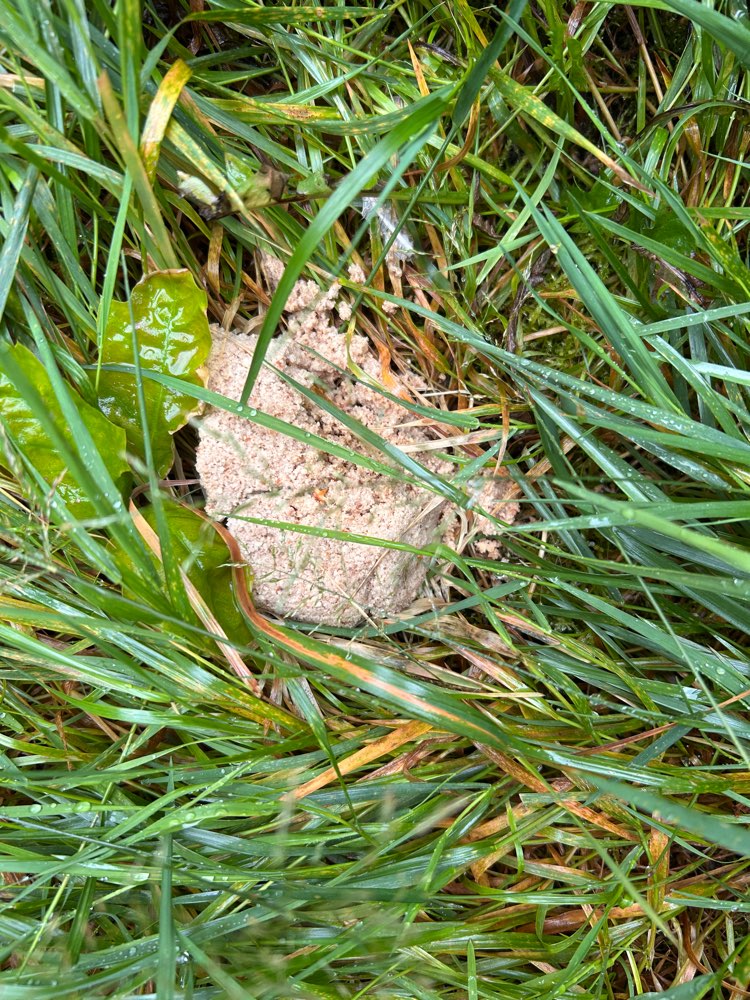 Giftköder-Nicht identifizierbar, irgendwas in  Langwasser-Profilbild